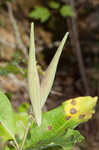 White milkweed